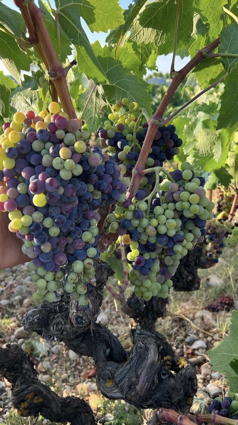 Experiència d'enoturisme a les vinyes del Priorat